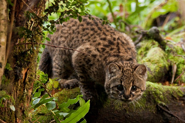 Leopardus guigna